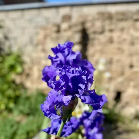 Les Du Broukay - Alouette